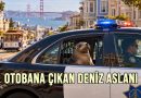 Otobana Çıkan Deniz Aslanı