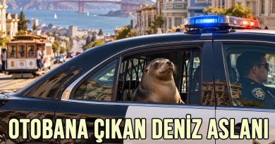 Otobana Çıkan Deniz Aslanı Otobana Çıkan Deniz Aslanı